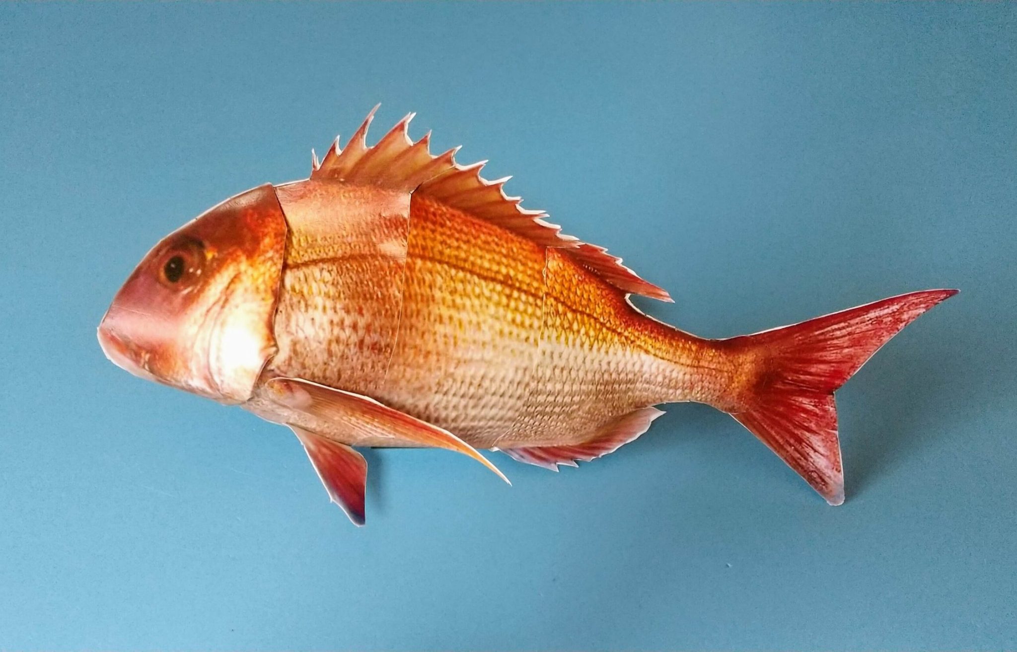 [こどもと食育]超リアルな海の生き物のペーパークラフト作ろっ！